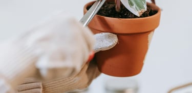 Pruning a Calathea plant with thick protective gloves