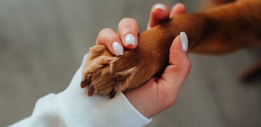 mão segurando uma pata