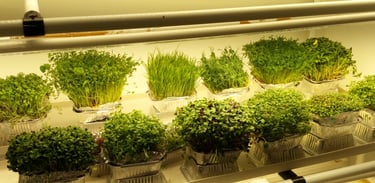 a picture of Early Greens microgreens grow room 