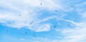 moscas volantes sobre céu azul com nuvens brancas