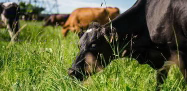 an organic dairy cow grazing in the grass in a field