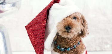 Pet Photography by Cyan Photo Studio in Duluth, GA