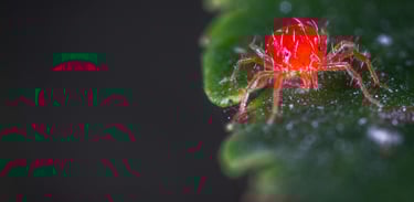 Red Spider Mite