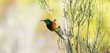 Sunbird