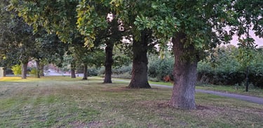 Line of mature oak trees within an open grassed area