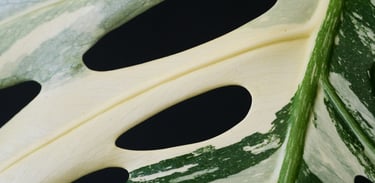 Monstera deliciosa Albo Variegata
