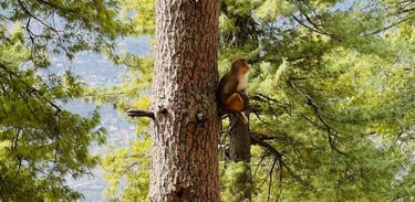Monkeys on the way
