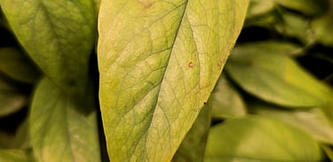 Yellowing of older plant leaves