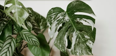Monstera deliciosa Albo Variegata