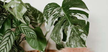 Monstera deliciosa Albo Variegata