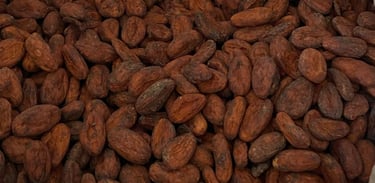 Criollo Classique — L’Équilibre Parfait