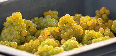 Raisin Champenois, Chardonnay 