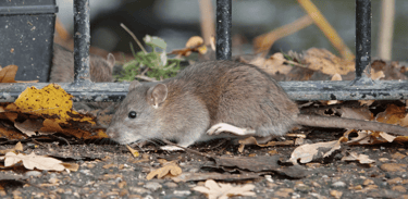 Pest Control in Dorset | Rat and Rodent Control Services | Dark Knight Pest Control