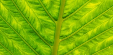 Chlorosis between leaf veins