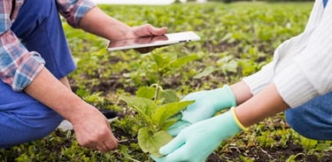 étude de projet agricole