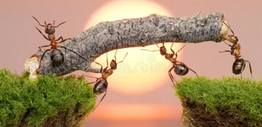 trabalho em equipe,formigas carregam um graveto, luz do sol de fundo desfocado.