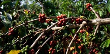 The Soaring Demand for Indian Coffee: Exports Surge by 55% in FY25