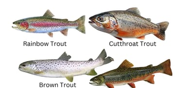 Understanding Trout Species
