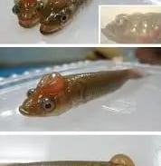 Gas Bubble Disease in fish
