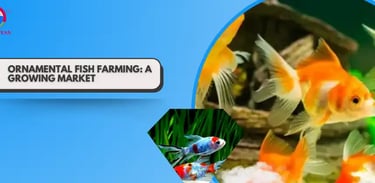 Ornamental Fish Farming: A Growing Market