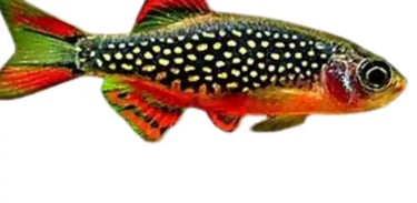  Danios