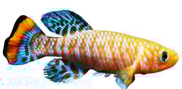 Killifish