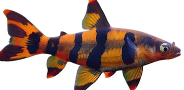  Loaches