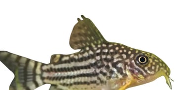 Corydoras