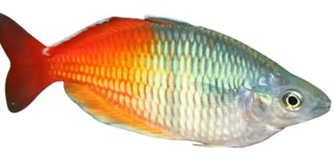  Rainbowfish