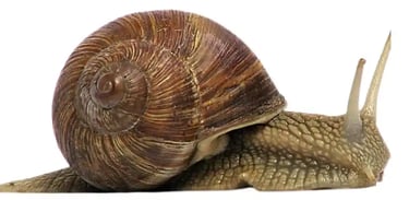 Snails