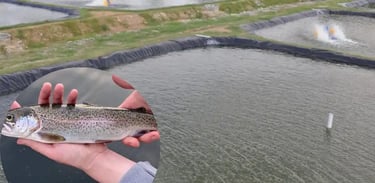 Trout
