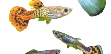 Guppies