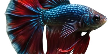 Betta Fish