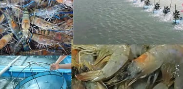 Prawn or Shrimp Farming: Steps to Get Started