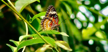 a butterfly butterfly on a leafy green leafy tree