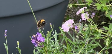 A bee hovering over lavender and geranium plants