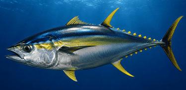 A large yellowfin tuna swimming through deep blue ocean water with sunlight rays.