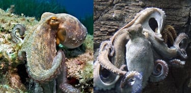 Two camouflaged octopuses blending into coral and rocky seabed environments underwater.