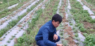 A male farmer in a blue jacket inspects vegetable crops in a commercial farm field with plastic mulch.