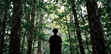 A calming image of a person’s silhouette standing amongst tall trees in a North American forest, their posture relaxed and grounded. The scene is illuminated by soft, diffused light through the leaves, creating a gentle hug of light and shadow.