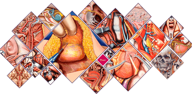 Collage de ilustrações médicas e anatômicas por Rodrigo Tonan – ilustrador médico profissional