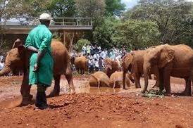 Baby Elephant Orphanage