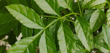 neem an ayurvedic herb to treat hair loss, hair thinning and remove dandruff