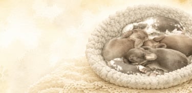 Hot Cross Buns' The Nursery Banner