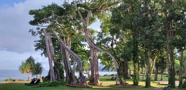 khao lak merlin beach resort trees
