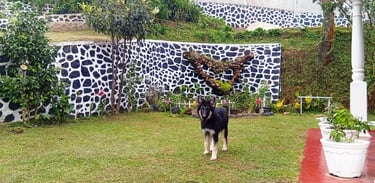 Dog in the garden at Nobel Bungalow Nuwara Eliya – pet-friendly outdoor space