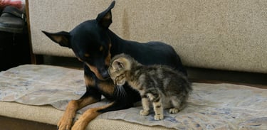 Un chien et un chat lors d'une garde à domicile