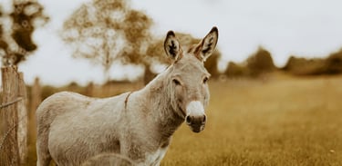 Un âne lors d'une garde à domicile