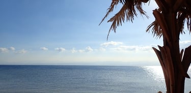 a palm tree in the middle of a beach