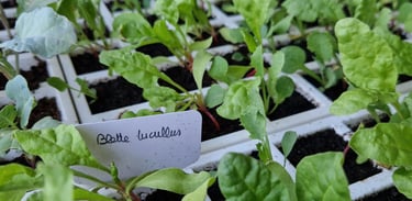 Plaque de semis avec plants de blettes et choux à la ferme gourmande